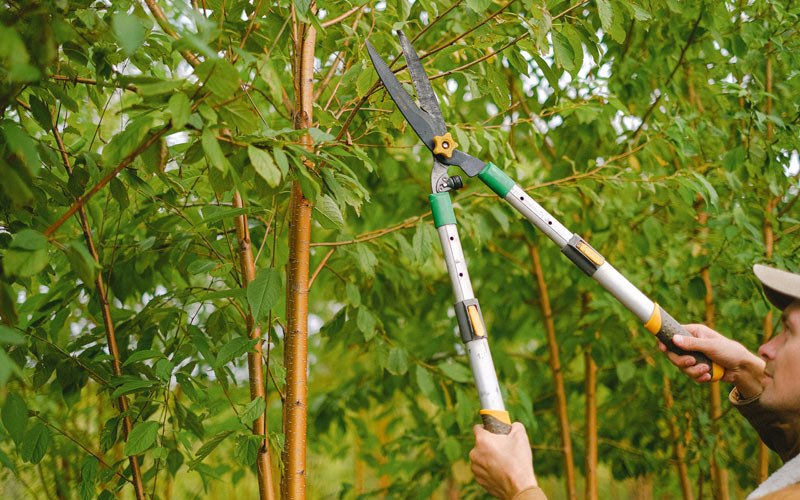 Tree trimming in Alburgh, VT