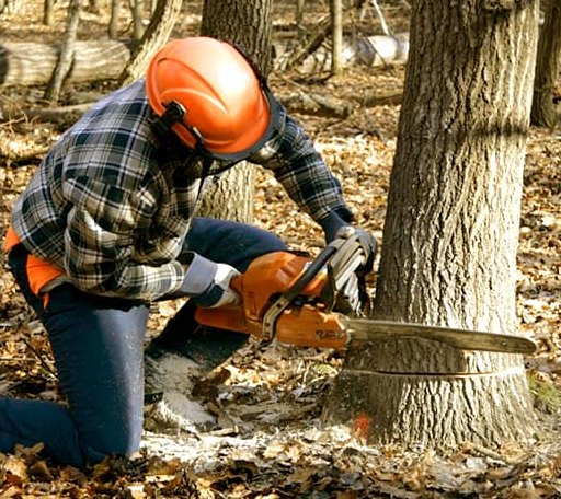 Tree Removal in Alburgh, VT